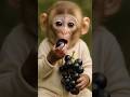 Baby Monkey Puffs Up His Cheeks with Grapes🍒🙉