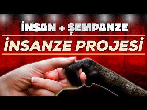 Video: Şempanzeler ve insanlar aynı cins midir?