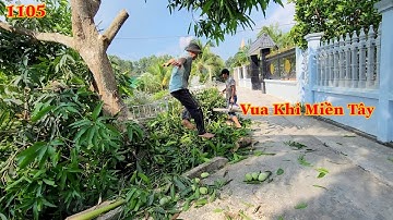 Vua Khỉ Miền Tây cưa cây Xoài Lai làm củi . Cutting mango tree