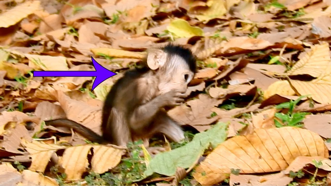 Monkey Jade Just Walking Without Caring about Her baby, Bonita Walking