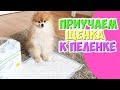 Как приучить Щенка ходить на пеленку