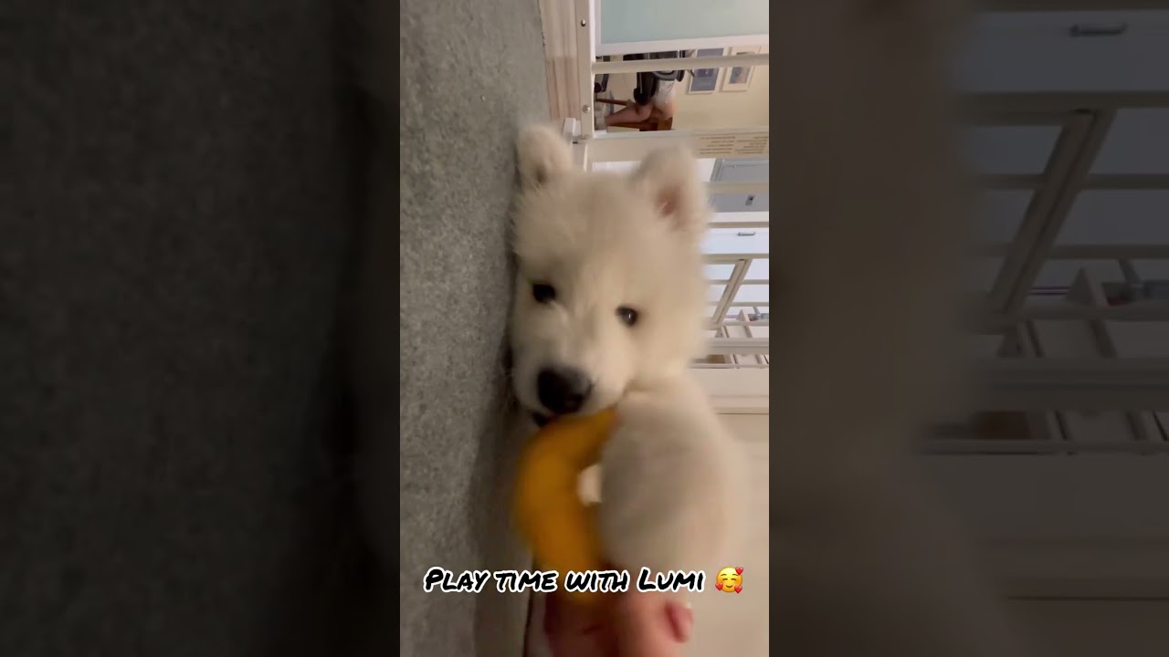 POV: you’re playing with a Samoyed puppy 🐻‍❄️ 