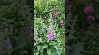 Watching flowers comeback every year is one of the most rewarding parts of gardening #lanct #flowers
