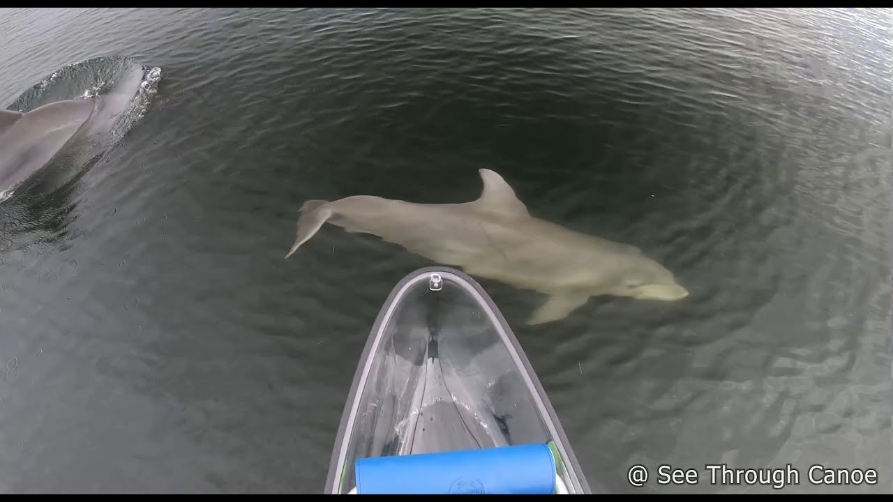Curious & Friendly Dolphins Swimming With Me Through Deep Water