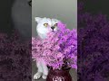 one cat see to the watch #cat #animallife #cats #cat #foryou #funny