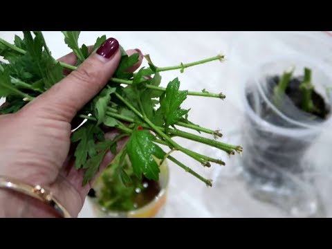 Как размножать хризантему в домашних условиях