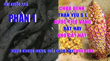 Nhục Thung Dung Chữa Bệnh Gì | Phần 1 | Chữa Thận Yếu | Ra Nhiều Mồ Hôi | Cây Thuốc Nam