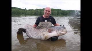 Peche du silure en loire