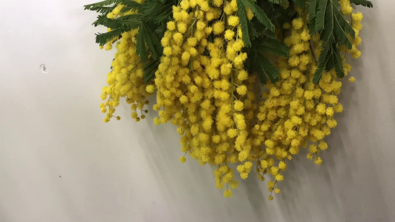 土と風の植物園 ドライフラワー ミモザ 土と風の植物園 ツチトカゼノショクブツエン キナリノモール