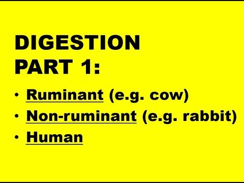 Video: Hur skiljer sig matsmältningen hos människor från den hos idisslare?