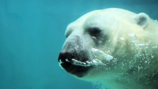 Polar Bears by Guadalupe Rm 012 1516