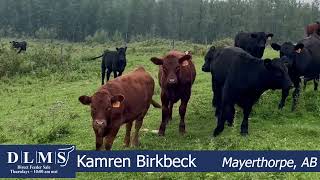 DLMS Direct - Kamren Birkbeck Heifers