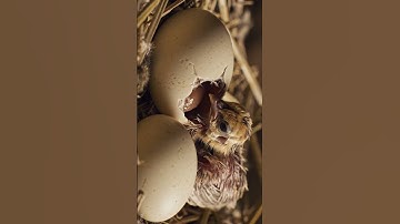 “New Life Begins 🐣 | Baby Peachick Hatching for the First Time | Nature’s Miracle #shorts”