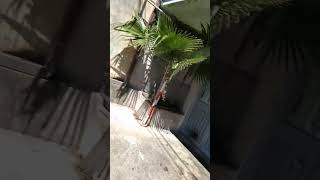 Motorola c 112 drop test part 1 #jacksparrow #piratesofthecaribbean #metal #onepiece #dj #music