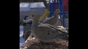 Snow Falling Startles Mourning Doves