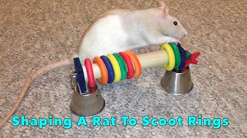 Clicker-Training: Shaping A Rat To Scoot Rings