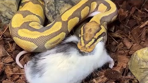 Ball Python Feeding Tips #snake #pets #ballpython #reptiles #animals #wildlife #petsnake