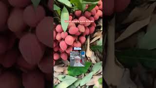 #Baba export quality luchi Kolkata #fruit channel#viral #mdroshan0007 follow subscribe 🍑🍈🍓🍏🍅🍍🥑🫐🍊🥝🍉🍇🍐