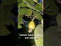 Night walk in a Cashew garden.