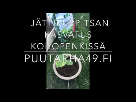 Video: Vinkkejä Kurpitsan Kasvattamiseen Muovimultissa