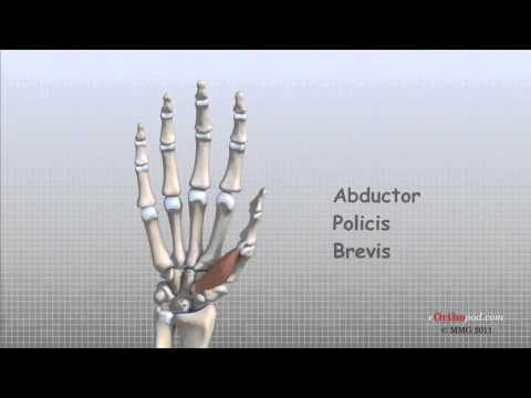 Video: Collateraal Ligament Van Interphalangeale Articulaties Van Voet - Lichaamskaarten