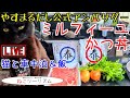 【猫と車中泊】ミルフィーユかつ丼【やすまるだし公式アンバサダー】
