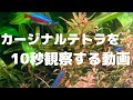 カージナルテトラを10秒観察する動画【Watching Cardinal tetra】