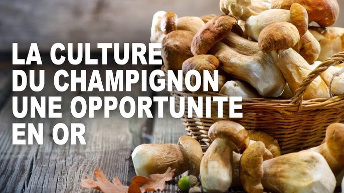 La culture du champignon une réalité en Centrafrique - Radio Ndeke Luka