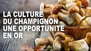 Une opportunité en or de bien gagner sa vie grâce à la culture du champignon en Afrique