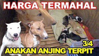 GREBEK KANDANG BENZ KENNEL ANJING TERPIT UNTUK BERBURU BABI