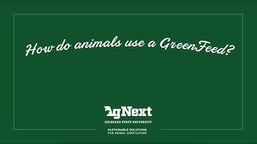 How do animals use a GreenFeed?