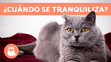 ¿A qué edad se calman los gatos?