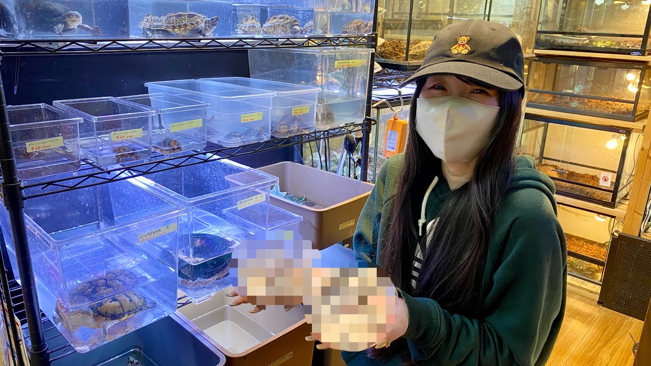 妻が【Xで見て即買いたい】と言った生体をお迎えしに川口市にある爬虫類ショップに行ってきました