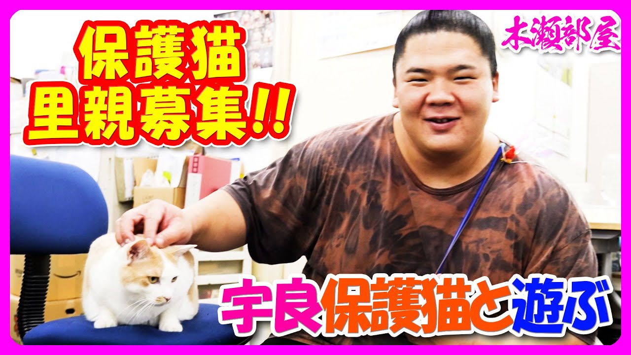 🐱宇良関が保護猫と遊ぶ癒しの時間　※保護猫の里親募集は終了しております。ご協力ありがとうございました。