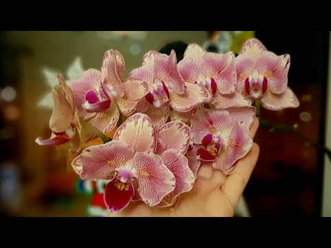 Великолепное цветение моих орхидеи 1 часть