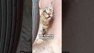 What Song Should You Never Play  viral shorts cat cute funny cute