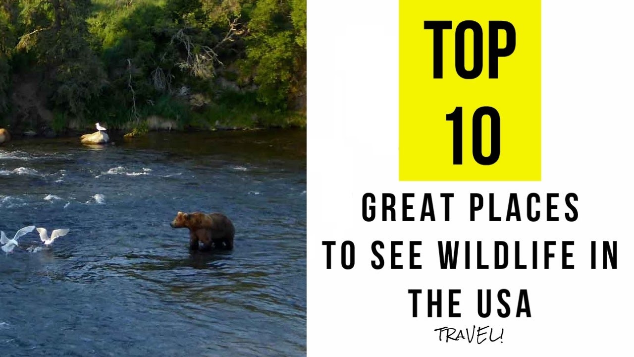 Top 10. Great Places To See Wildlife In The USA YouTube