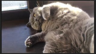 Simon British Shorthair Cat Relaxing in the Sun | Chat Britannique Se Met au Soleil