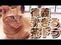 ウチの茶トラ猫が律義すぎるのですが、捨て猫だった辛い経験がそうさせるのかもしれません