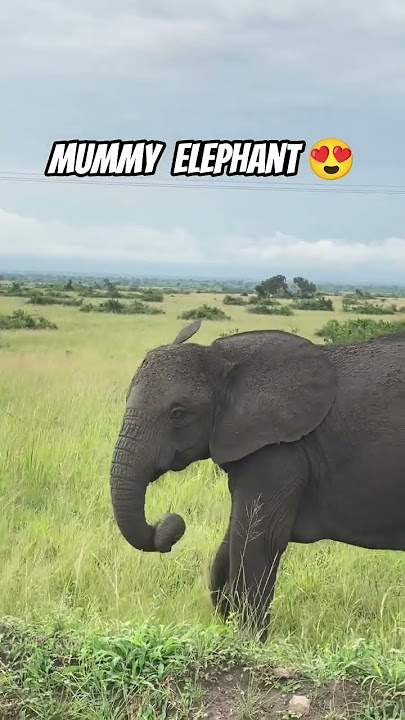 mummy elephant 🐘💕#shortsdharampur himachal pradesh