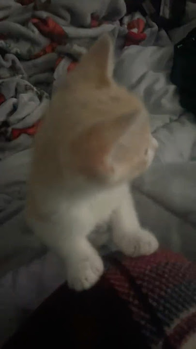 I LUH MARS ARGO 👅 #cat #fyp