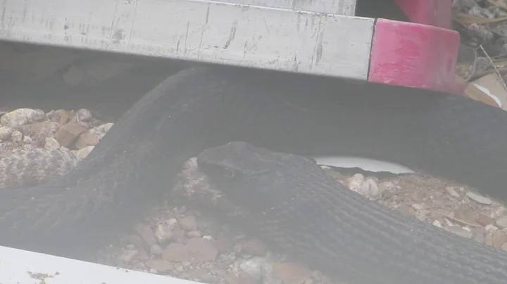 King snake eats rattler part 1