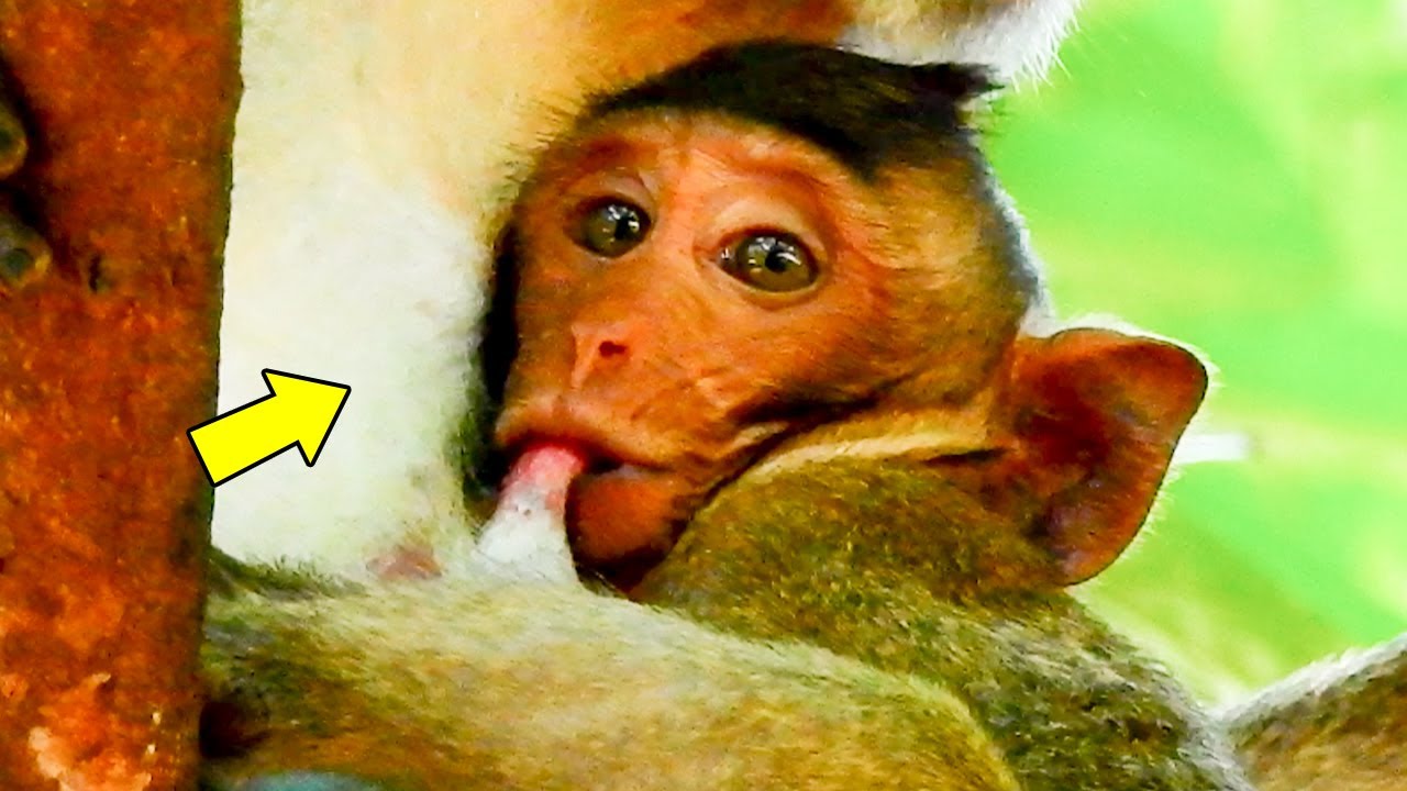 Monkey Getting Bothered Jazzy Monkey Getting Hard Milk in Tears First Day When Jane Monkey Stop ...