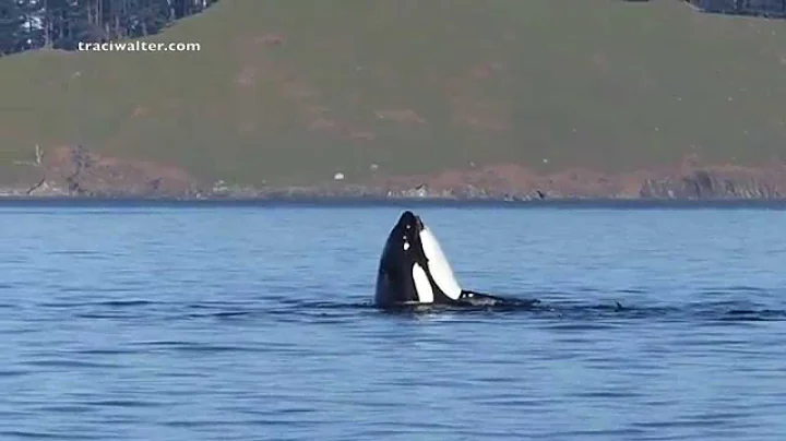 Bigg's Killer Whales (T137's) Fetal flinging 3/7/15