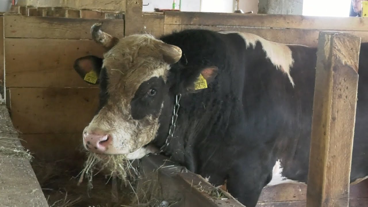 - KOKANI I KOBRA PRIŽELJKUJU KIMBU NEDŽADA KOZARCA ZA PROTIVNIKA