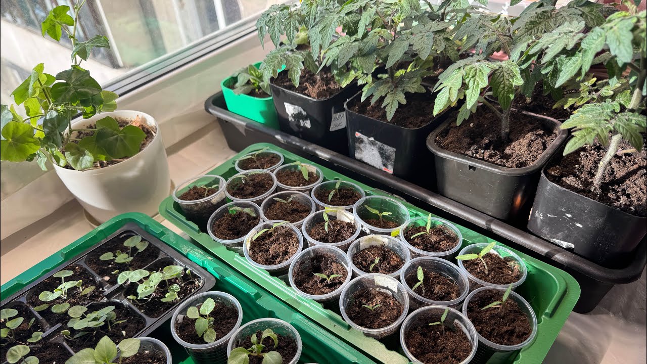 Моя рассада 20 февраля. Замочила семена сладкого перца