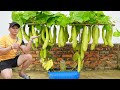 This Method Of Growing Luffa Does Not Require A Garden But Produces A Lot Of Fruit