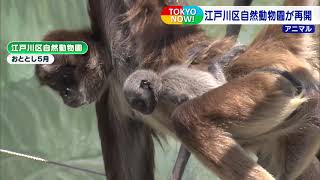 東京・江戸川区の自然動物園が再開　絶滅危惧種のクモザルの親子も！