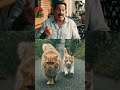 Italian-Americans can relate (some cute cats)