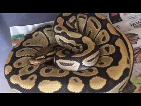 camera iphone 8 plus apk New addition! Ghost %100 het genetic stripe.